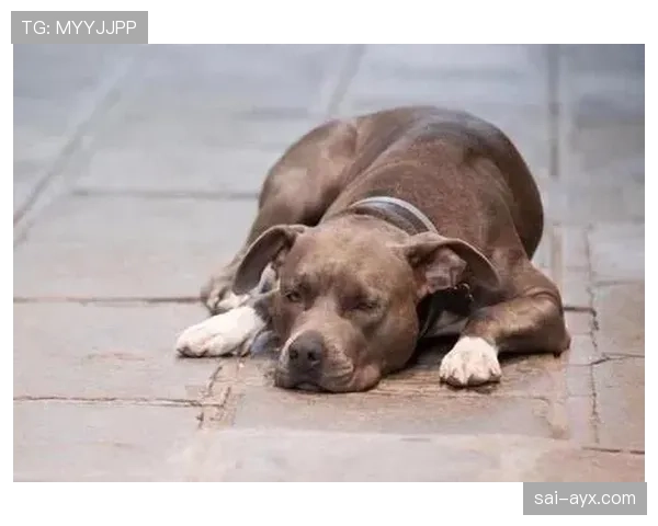 刘洋家的狗都吃进口牛肉了，他还在场上拼命跑？